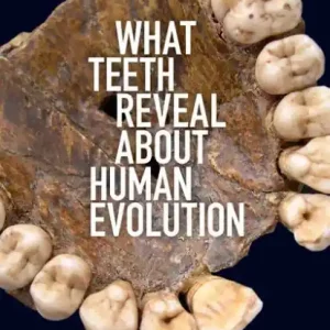 What Teeth Reveal about Human Evolution Best Price