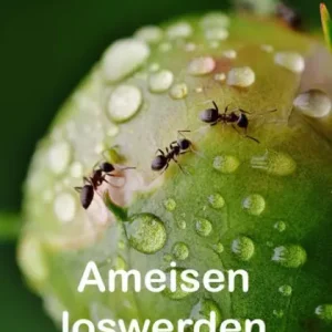 Ameisen loswerden: in Haus und Hof ohne Chemie Exclusive