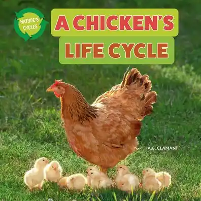 Bargain A Chicken's Life Cycle