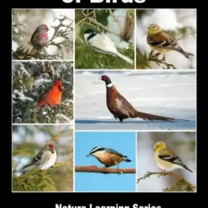 The Wonderful World of Birds: How to Make Friends With Our Feathered Friends Direct From Factory