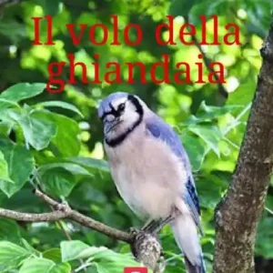 Fan Favorite Il volo della ghiandaia