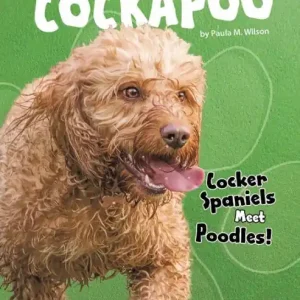 No Minimum Order Cockapoo: Cocker Spaniels Meet Poodles!