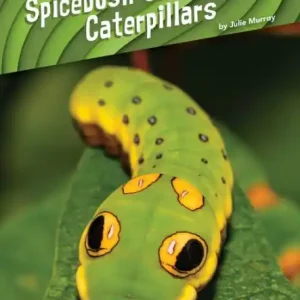 Spicebush Swallowtail Caterpillars Fast Shipping