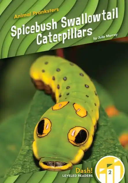 Spicebush Swallowtail Caterpillars Fast Shipping