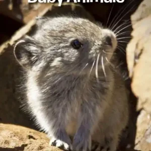 Our Nevada: Baby Animals Buy Today