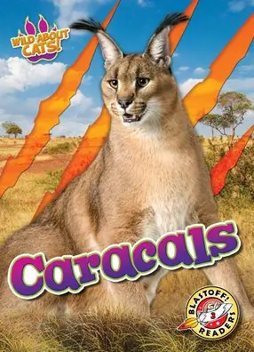 Low Price Caracals