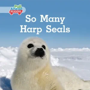 Fresh Stock So Many Harp Seals